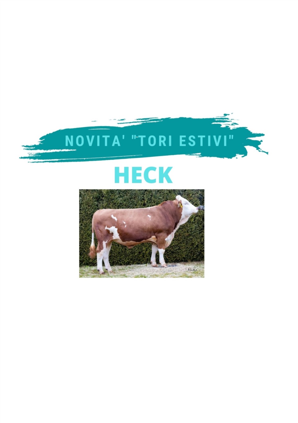 NOVITA&#39; TORI ESTIVI -  HECK