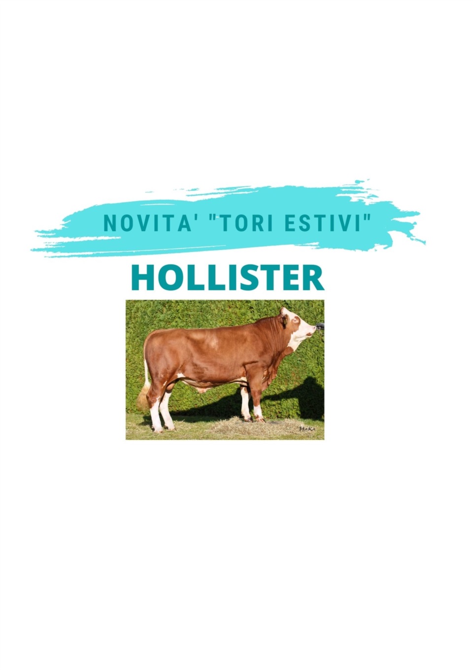NOVITA&#39; TORI ESTIVI -  HOLLISTER